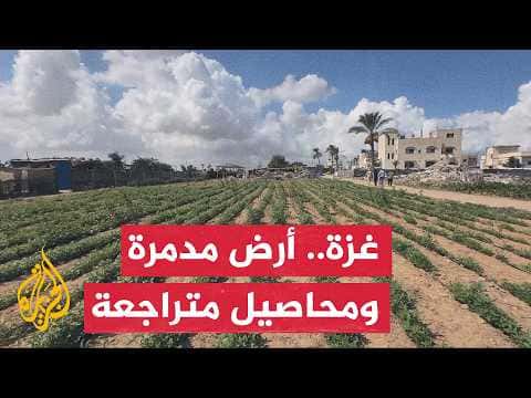 FAO: Just 3% of Gaza farmland remains