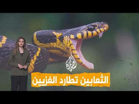 ثعبان أسود يهاجم اللاجئين في غزة