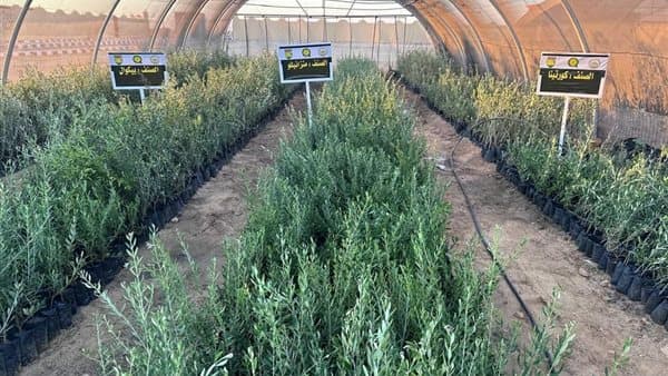 Cairo plans to plant 60,000 trees in 2026