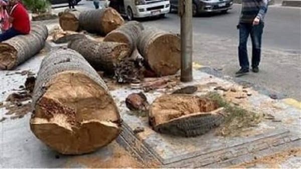 حماية الأشجار وواجهة لتغير المناخ