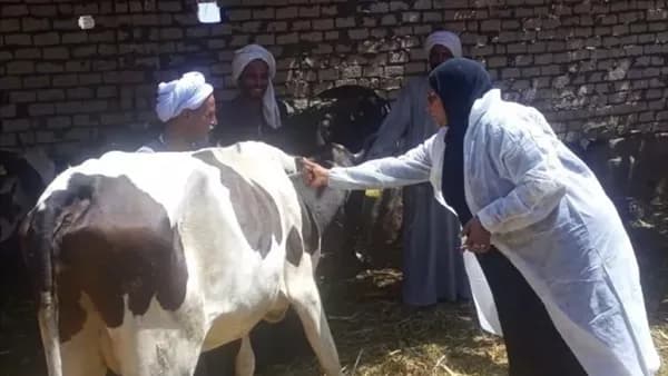 الزراعة: تلقيح 6.8 مليون ماشية ضد الأمراض