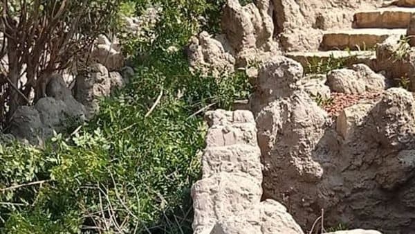 Agriculture Ministry Confirms Fish Garden Tree Safety