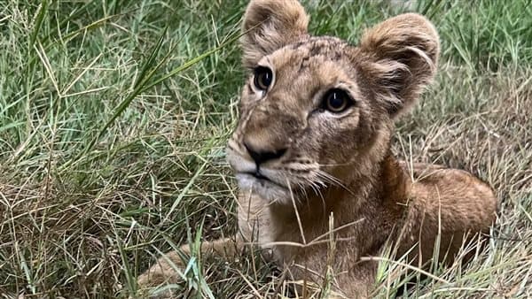 Ministry captures lion in Marsa Matruh