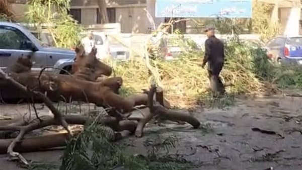 سقوط شجرة على حافلة ومدنيين بالدقي
