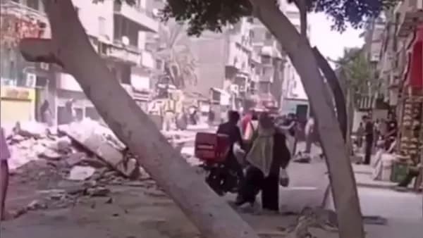 Cairo Governorate denies tree removal in Ain Shams