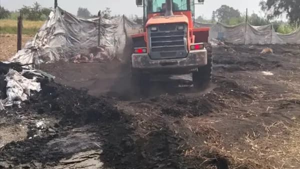 Kafr El Sheikh Targets Illegal Charcoal Camps