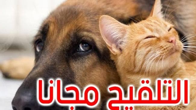 Health Ministry Rabies Guidelines