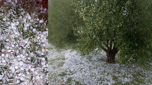 Agriculture Ministry Issues Hail Protection Advice