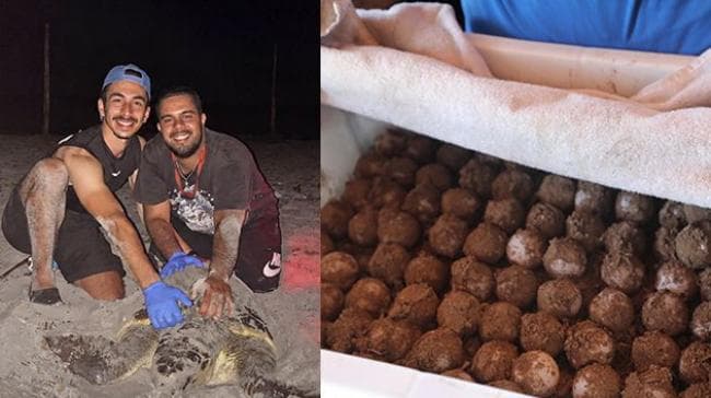 Quria Islands report 45 turtle nests