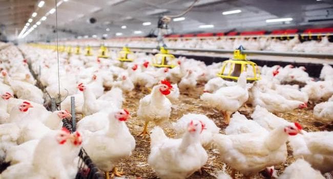 Nabel outage kills poultry in Boukreim