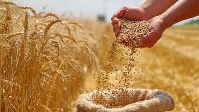 مخزون تونس من الحبوب يكفي حتى يناير 2027
