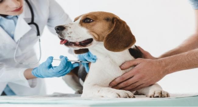 Sakkara Hosts Free Rabies Vaccination Day