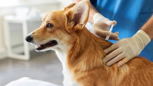 Tunis municipality hosts free rabies awareness day