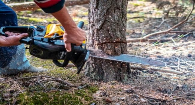 Al-Azhar releases tree cutting fatwa