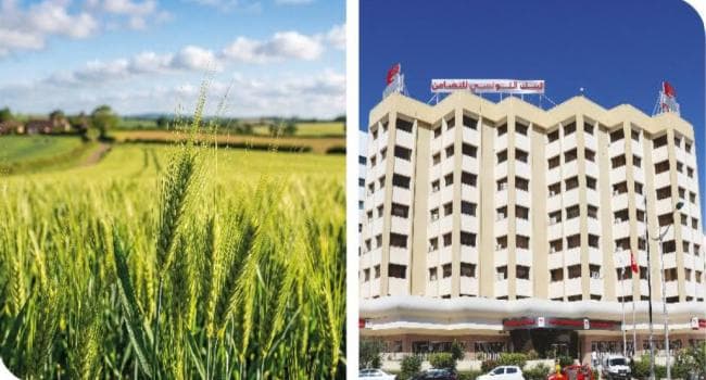 Tunisian Solidarity Bank assigns 30M dinars to farmers