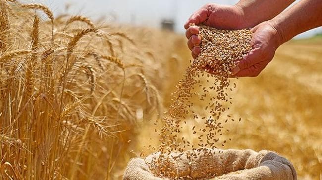 تونس تنظم ندوة حول تقييم موسم الحبوب غداً
