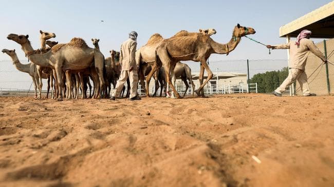 مدنين: قافلة بيطرية تحلّ غدا ببن قردان لعلاج الإبل المصابة بالجرب