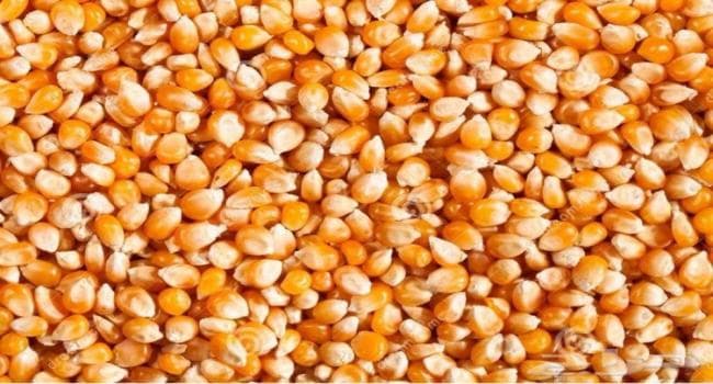 Feed Department to set corn prices from tomorrow