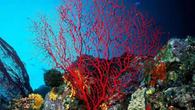 Tunisian Coast Red Coral Ban Until 2026