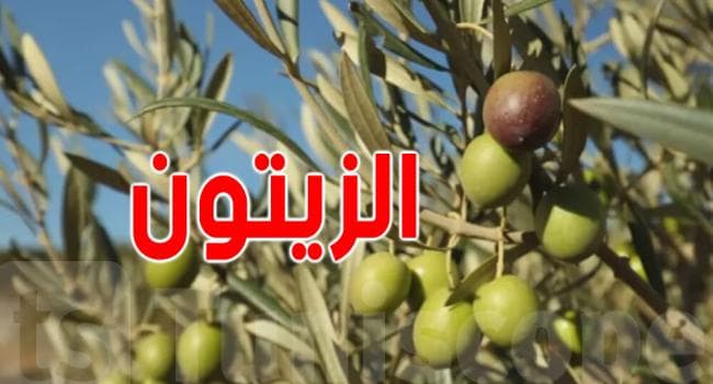 وزارة الفلاحة تتخذ إجراءات لمكافحة مرض سل الزيتون