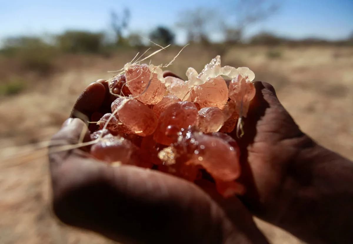 Sudanese Gum Arabic Faces Loss Amid Conflict
