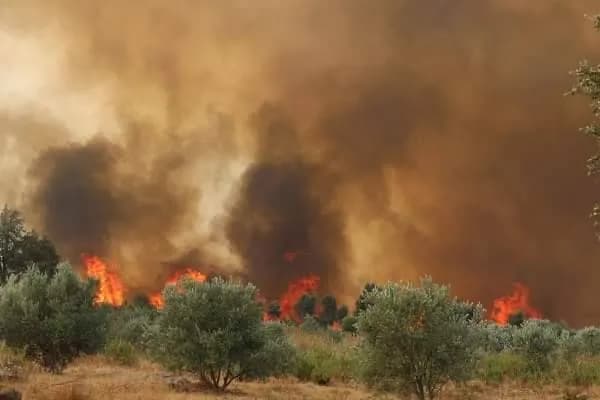 Morocco reports over 300 forest fires in 2023