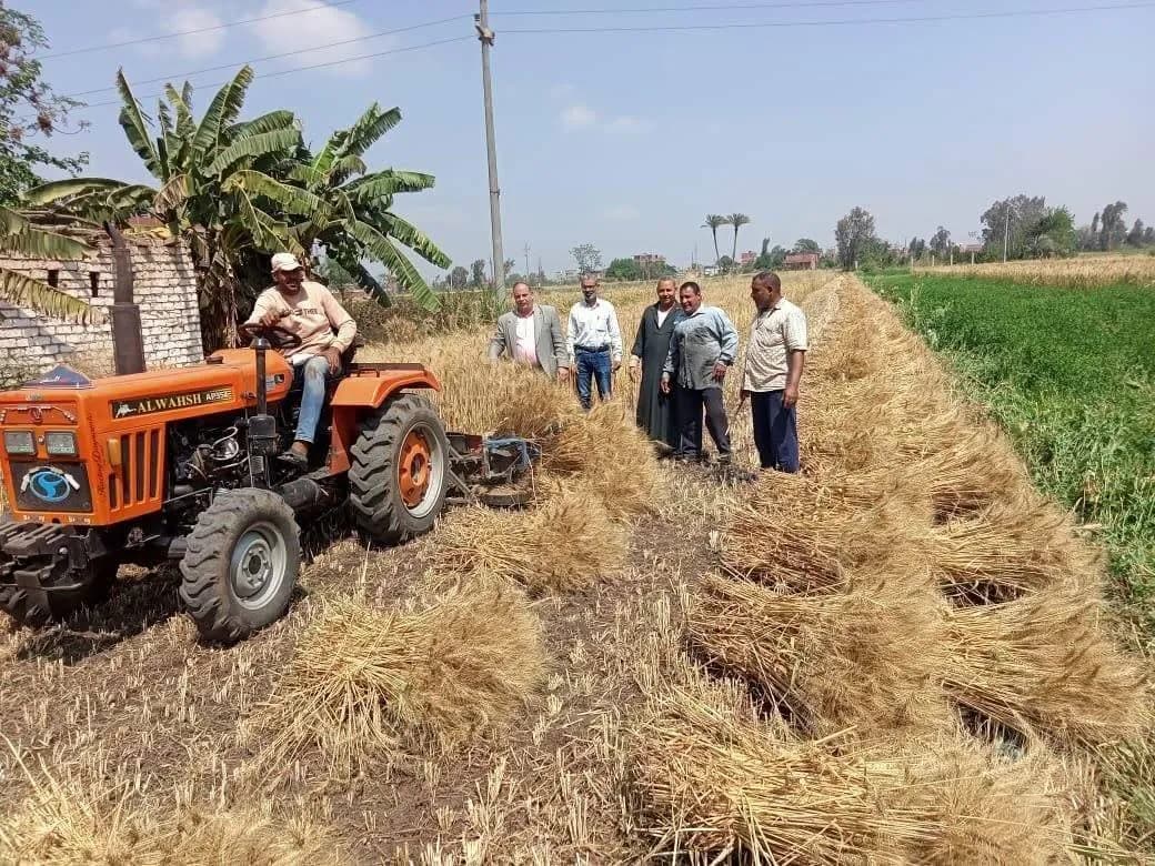 ارتفاع في توريد القمح المحلي بمصر