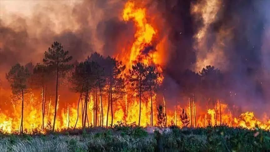 الجزائر تشهد حداداً بعد مقتل 12 في الحرائق
