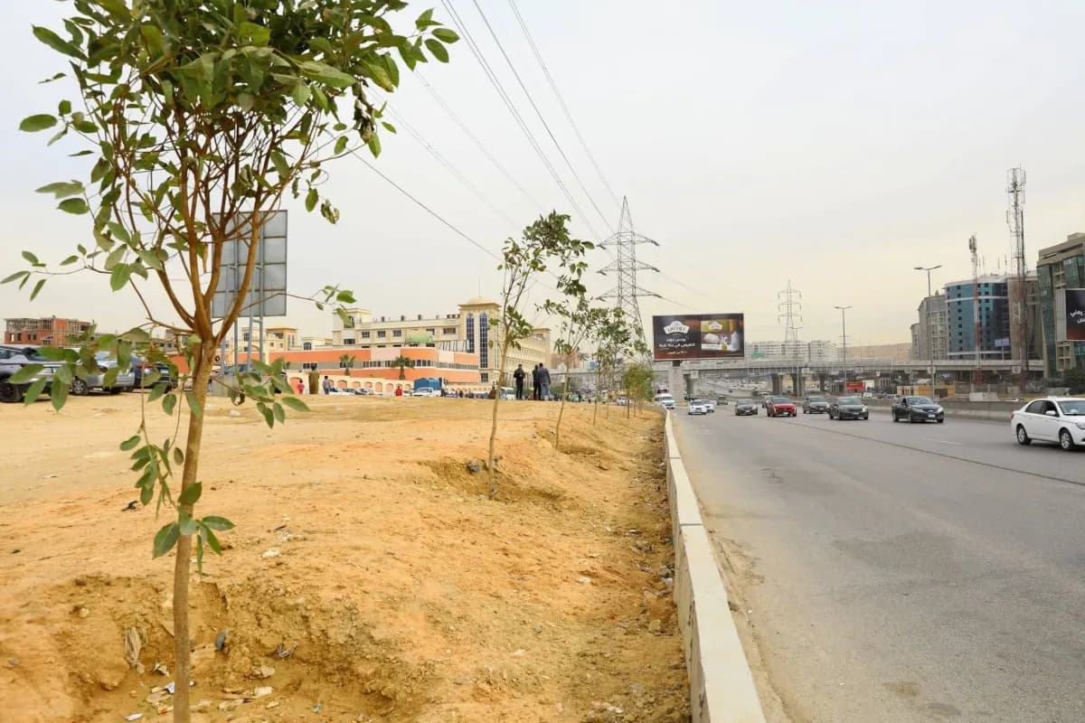Egyptian government responds to tree removal criticism