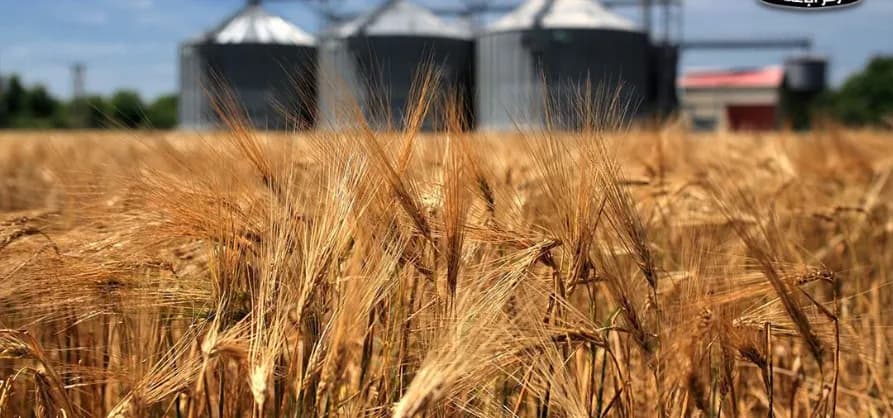 Egypt assures wheat supplies