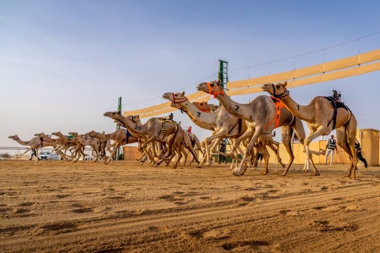 Hama Touiq Camel Cup Winners