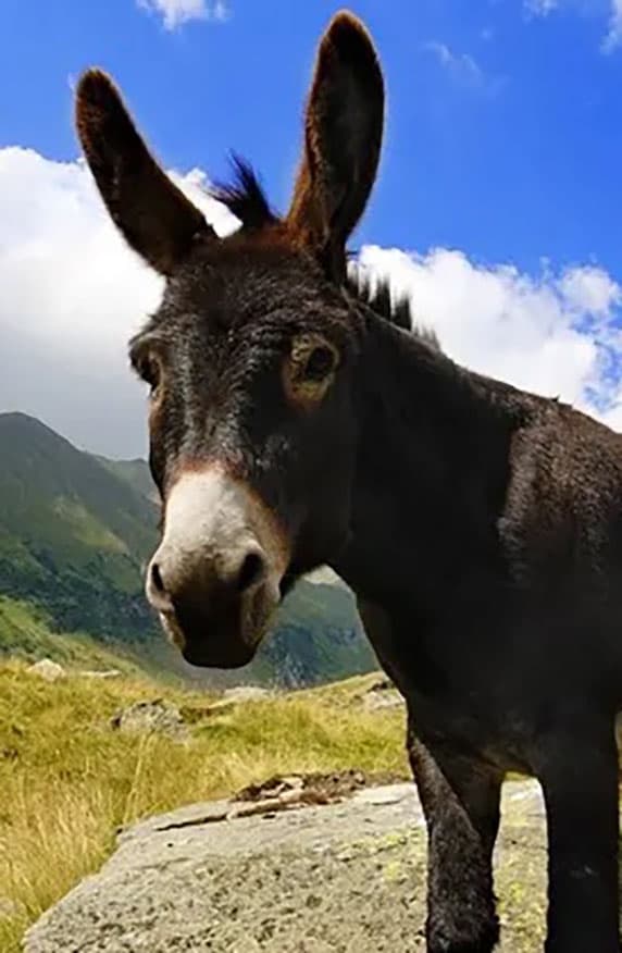 Turkey discovers donkey and horse meats in food products
