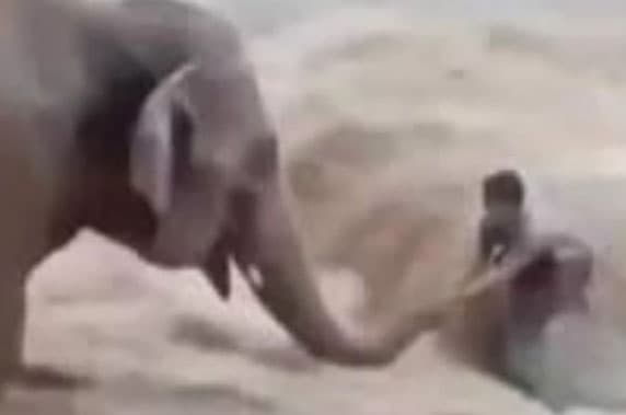 Nepal Flood Elephant Videos Stir Debate