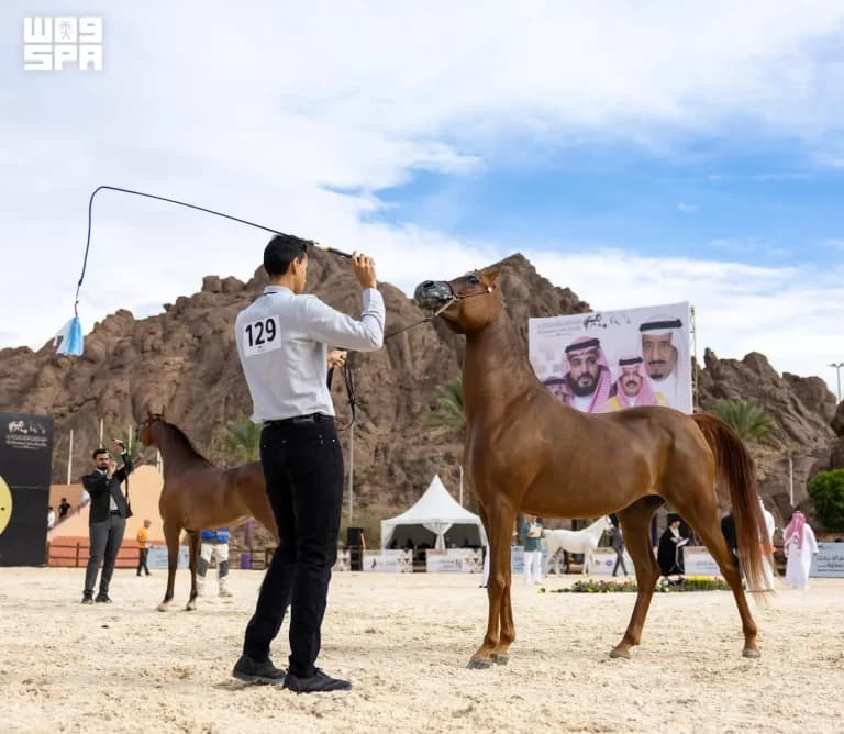 King Abdulaziz Center boosts Hail Horse Beauty to Category B