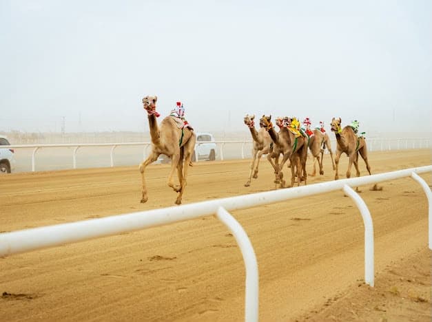 Al Beshan: Camels' strength at Saqr Festival