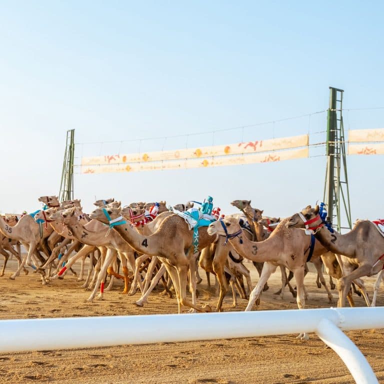 استوديو تحليلي لمنافسات مهرجان ولي العهد