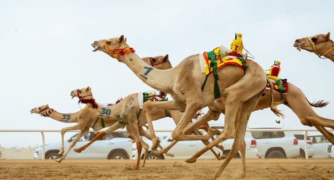 Luqaya category contests begin with 10.8M Riyals
