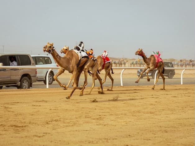 Luqaya contests begin at Crown Prince Camel Festival