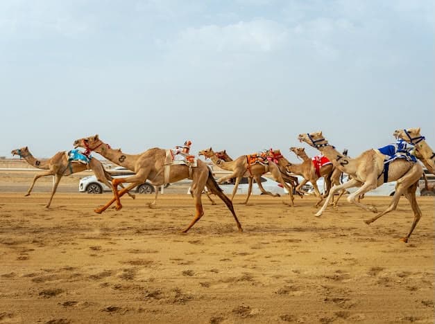 Taif students train at Camel Festival