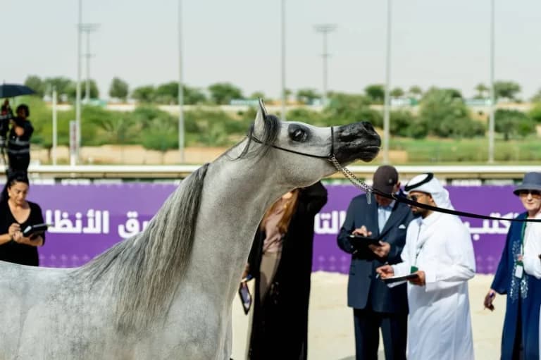 الخالدية تستضيف نخبة الخيل العربية