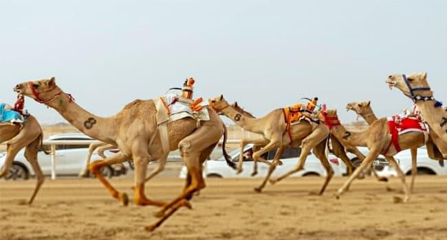 Al-Bayshan: "The cups" indicate camel strength and value