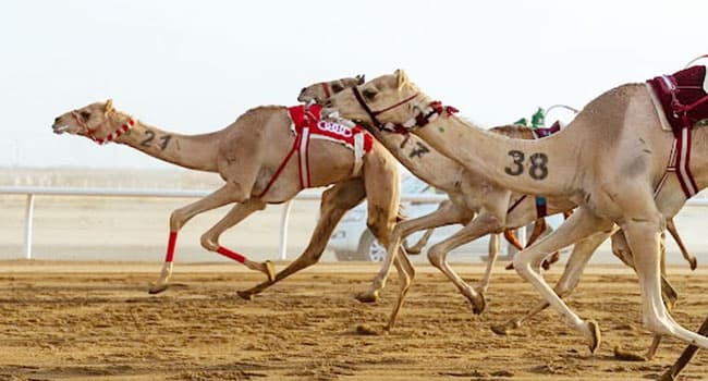 Crown Prince Camel Festival boosts million-dollar deals