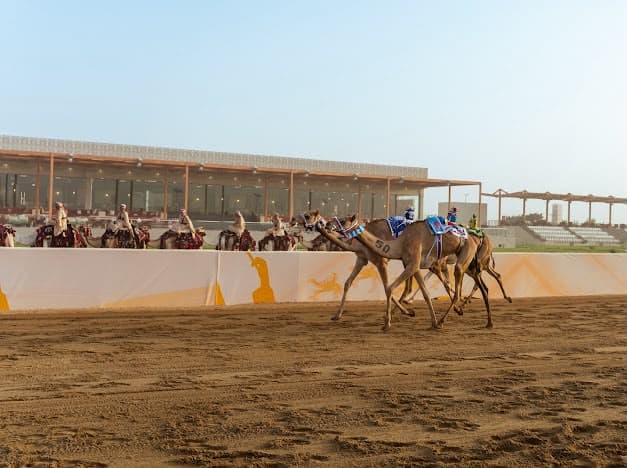 الهجن السعودية تتوج بصدارة افتتاحية اللقايا