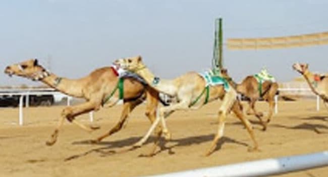 Crown Prince Festival Highlights Saudi and Qatari Excellence
