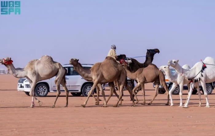 New Rules for Camel Sales and Rental