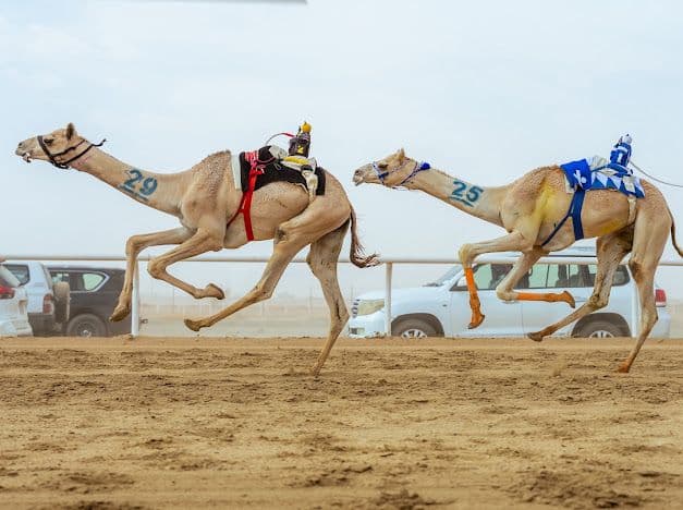 Fatima of Saudi Arabia wins Camel Festival titles