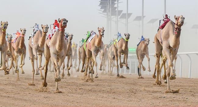 منافسات المزاين تفتتح المهرجان