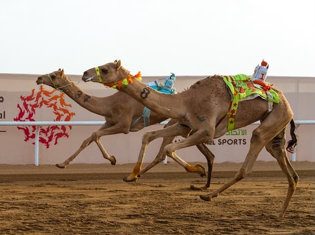 إماراتي وعماني يلمعان في مهرجان ولي العهد والسعوديون يتصدرون المزاين