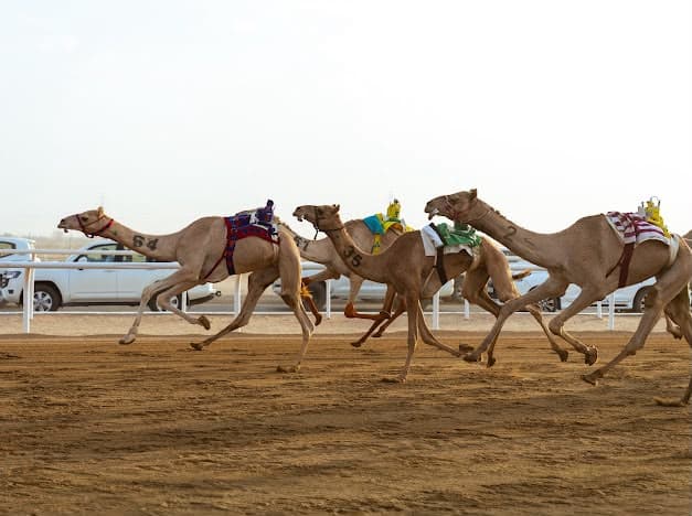 ابن مسير يرحب بدمج الهجن والمزاين