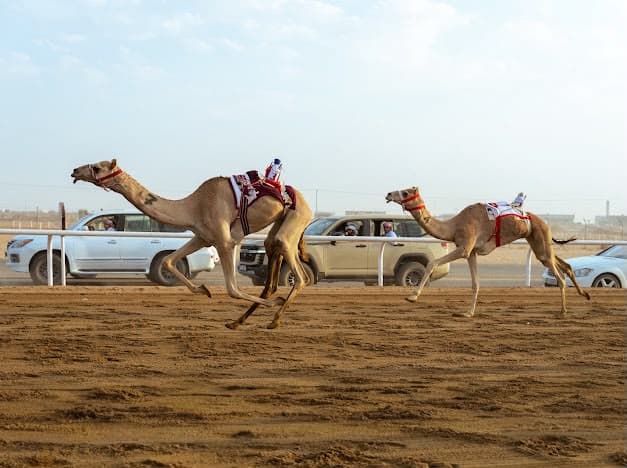 ختام مسابقات اللقايا غداً